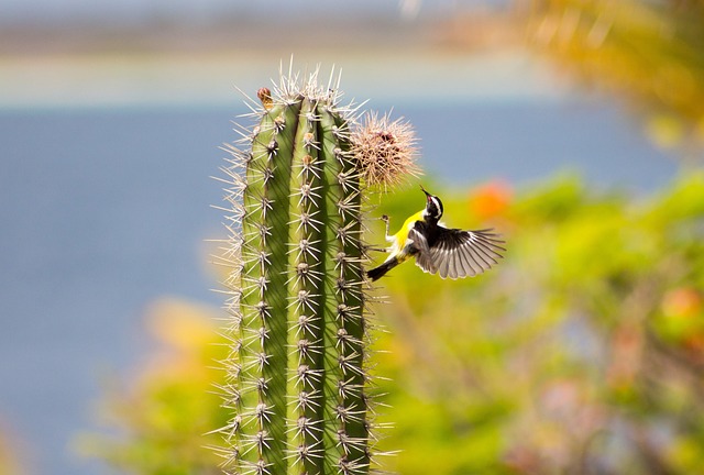 Cactus vogel Bonaire